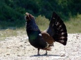 A rogue male capercaillie in Speyside, Scotland; this guy chased myself and Professor Doug Futuyma up the path several times!