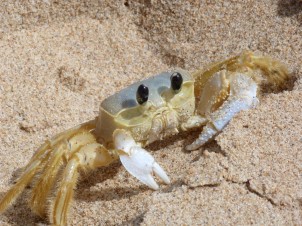 A hairy crab on the beach at Bathsheba, Barbados.