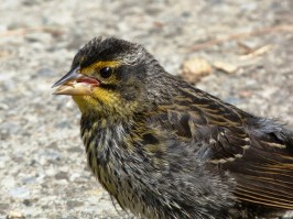 A juvenile red-winged blackbird in High Park, Toronto.