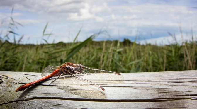 Facing the facts: delighting in dragonflies