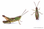 Grasshopper_spp_green